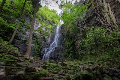 Scenic view of waterfall in forest