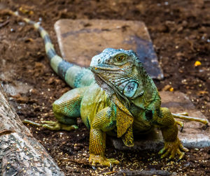 Close-up of lizard on rock