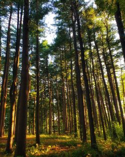 Low angle view of bamboo trees in forest