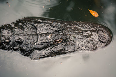 Reflection of trees in water