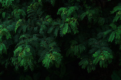 Close-up of fern amidst trees in forest