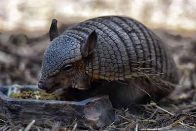 Close-up of armadillo on field