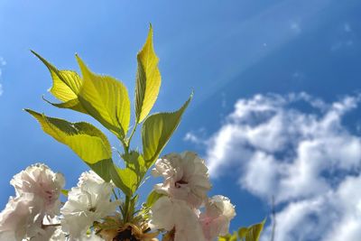 Low angle view of flowering plant against sky