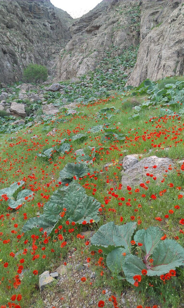 mountain, red, tranquility, beauty in nature, rock - object, nature, tranquil scene, plant, scenics, non-urban scene, rock formation, growth, high angle view, day, landscape, grass, outdoors, rock, no people, tree