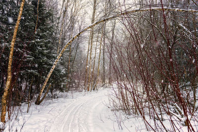 Snow covered trees in forest