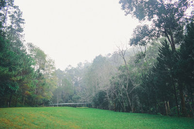 Trees on field against sky