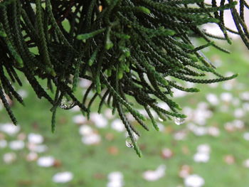 Close-up of pine tree