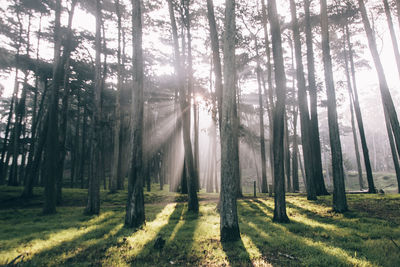 Trees in forest