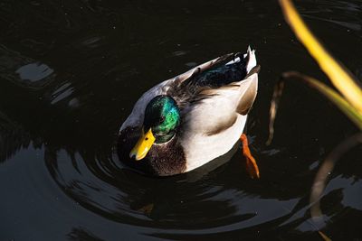 High angle view of duck swimming in lake