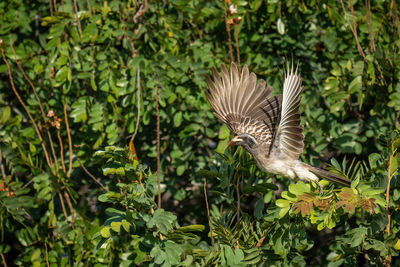 African grey hornbill takes off from bush