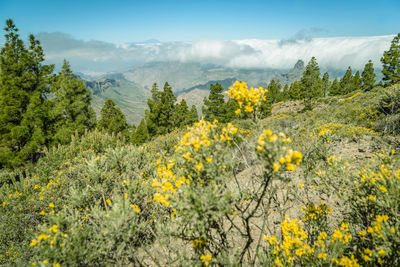 Yellow flowers growing on landscape against sky