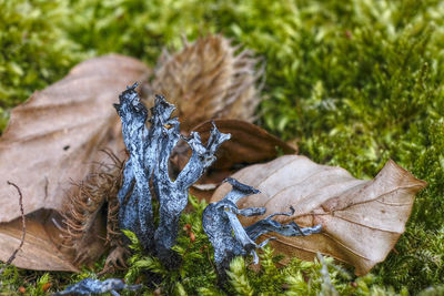 Close-up of coral fungus and dry leaves on wood in forest