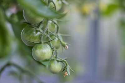 Close-up of tomatos growing on plant