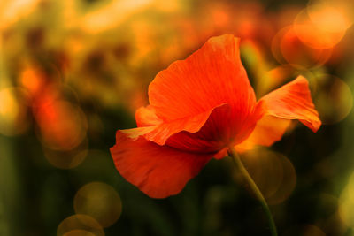 Close-up of orange rose flower