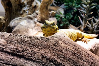 Close-up of lizard on tree trunk