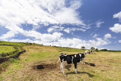 Cows standing in a field