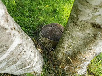 High angle view of tree trunk on field