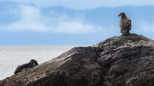 Bird perching on rock against sky