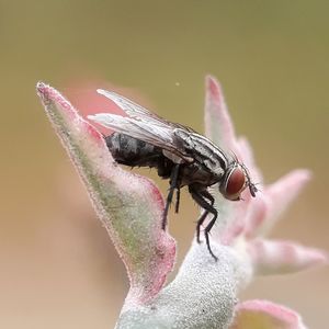 Close-up of insect on pink flower