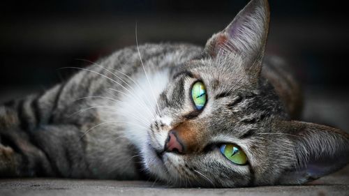 Close-up of domestic cat relaxing