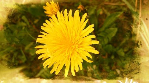 Close-up of yellow flower