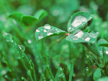Close-up of wet insect on plant
