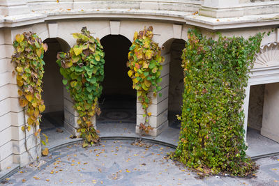 Plants in front of building