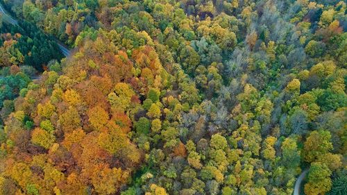 High angle view of trees in forest during autumn