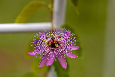 Rare purple passiflora miersii flower blooms on a vine in a botanical garden in southern florida.