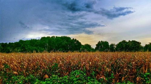 Scenic view of field against cloudy sky