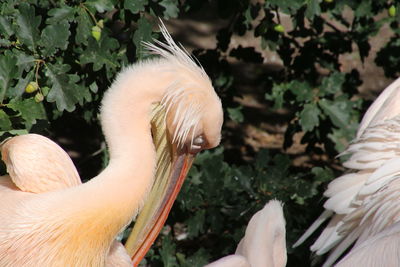 Close-up of hand feeding pelican 