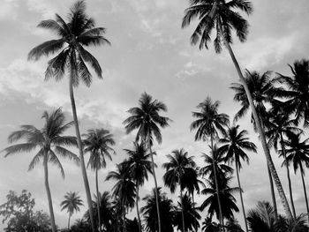 Low angle view of palm trees against sky