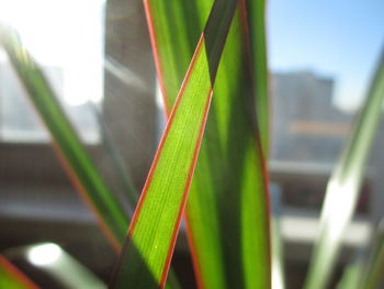 Close-up of fresh green leaf in grass