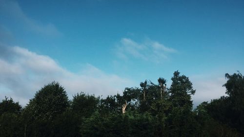 Low angle view of trees against blue sky