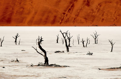 Bare tree on desert against sky
