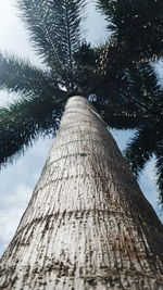 Low angle view of trees against sky