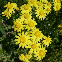 Close-up of yellow flower