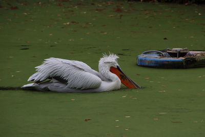 Pelicans perching on field