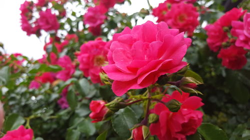 Close-up of pink roses blooming outdoors