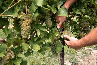 Cropped hand of man picking grapes