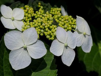 Close-up of flowers blooming outdoors