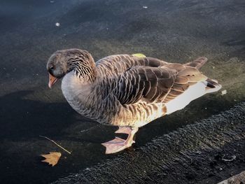 High angle view of birds on lake