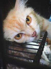 Close-up portrait of brown cat relaxing on rack at home