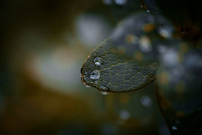 Close-up of raindrops on leaf