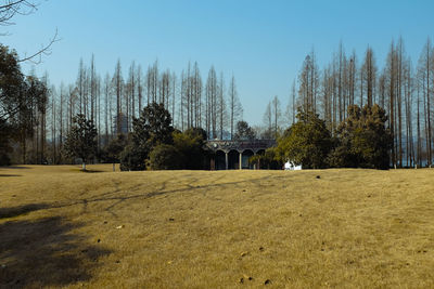 View of trees on field against sky