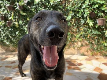 Close-up portrait of a dog