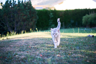 Portrait of cat on grass