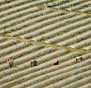 People walking on field