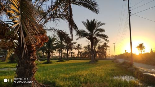 Palm trees on field against sky during sunset