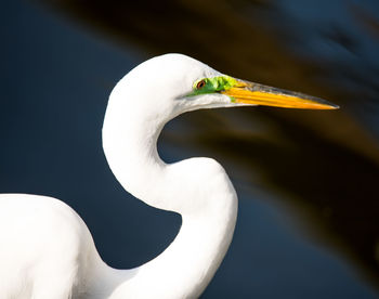 Close-up of a bird